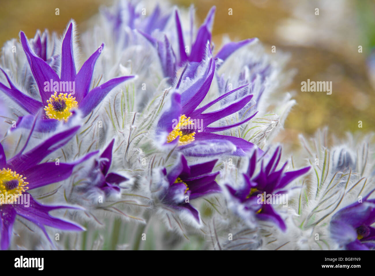flowering Pulsatilla halleri ( pasque flower) Stock Photo