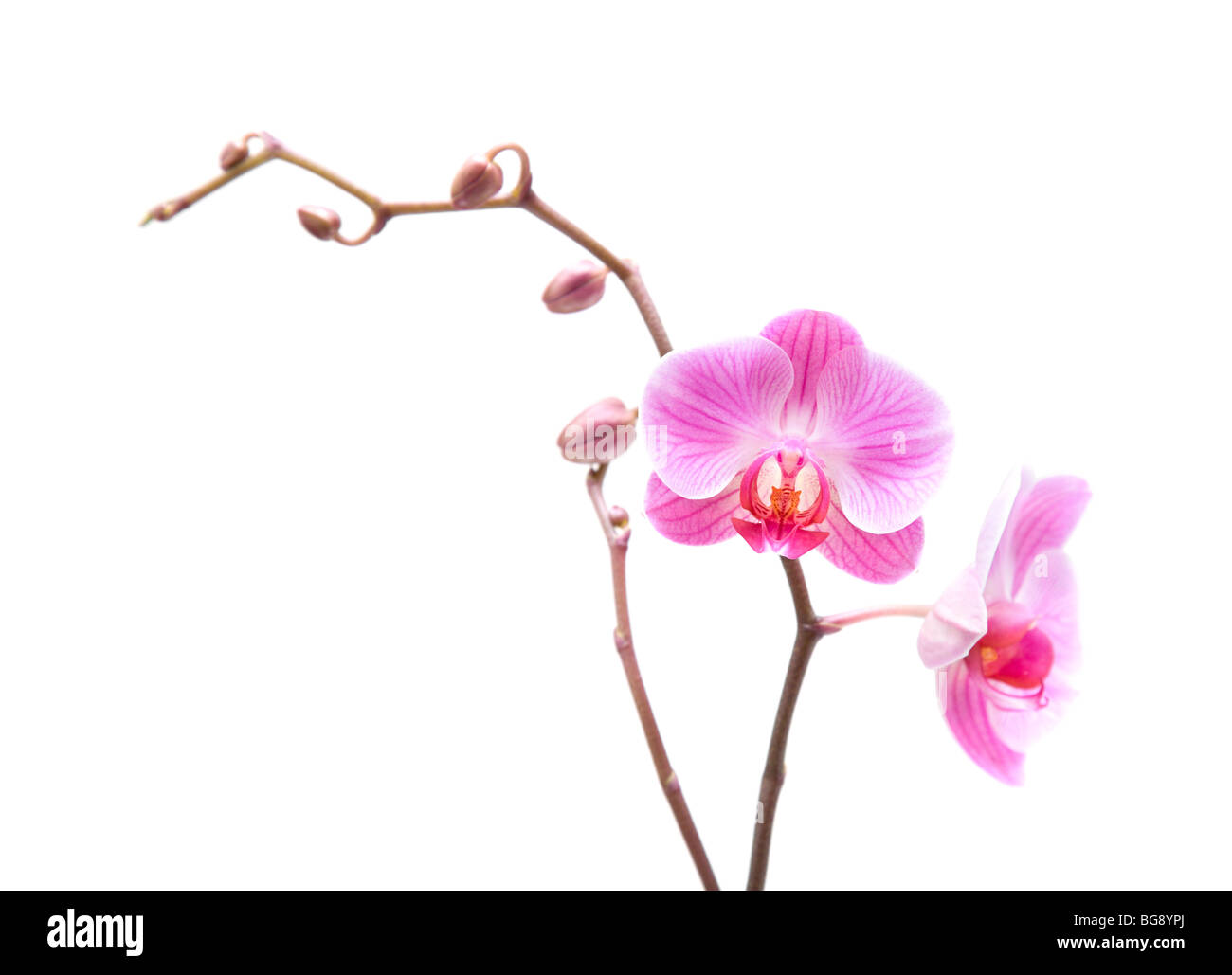 pink stripy phalaenopsis orchid isolated on white Stock Photo