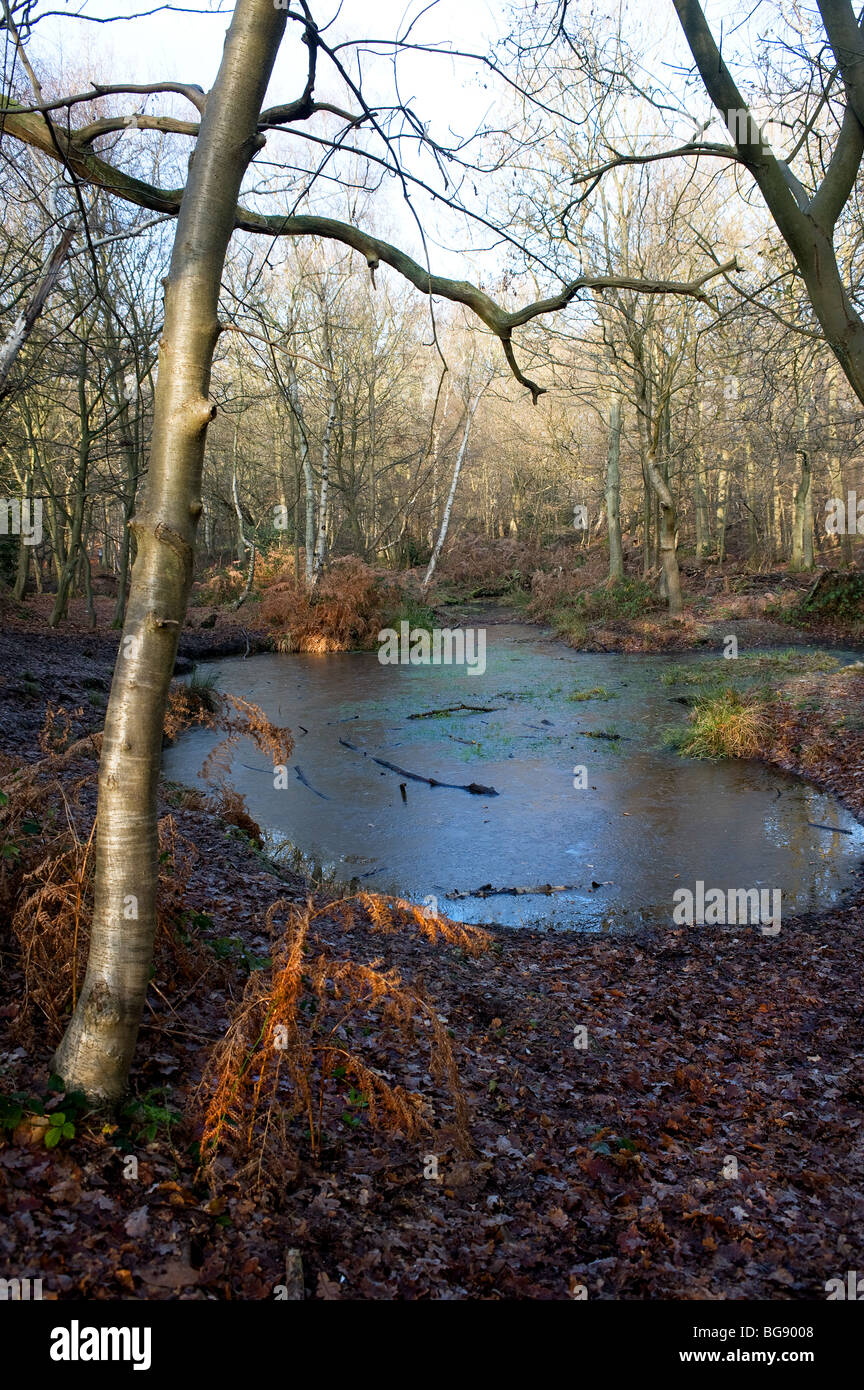 An ice covered pond in ancient woodland in Essex.  Photo by Gordon Scammell Stock Photo
