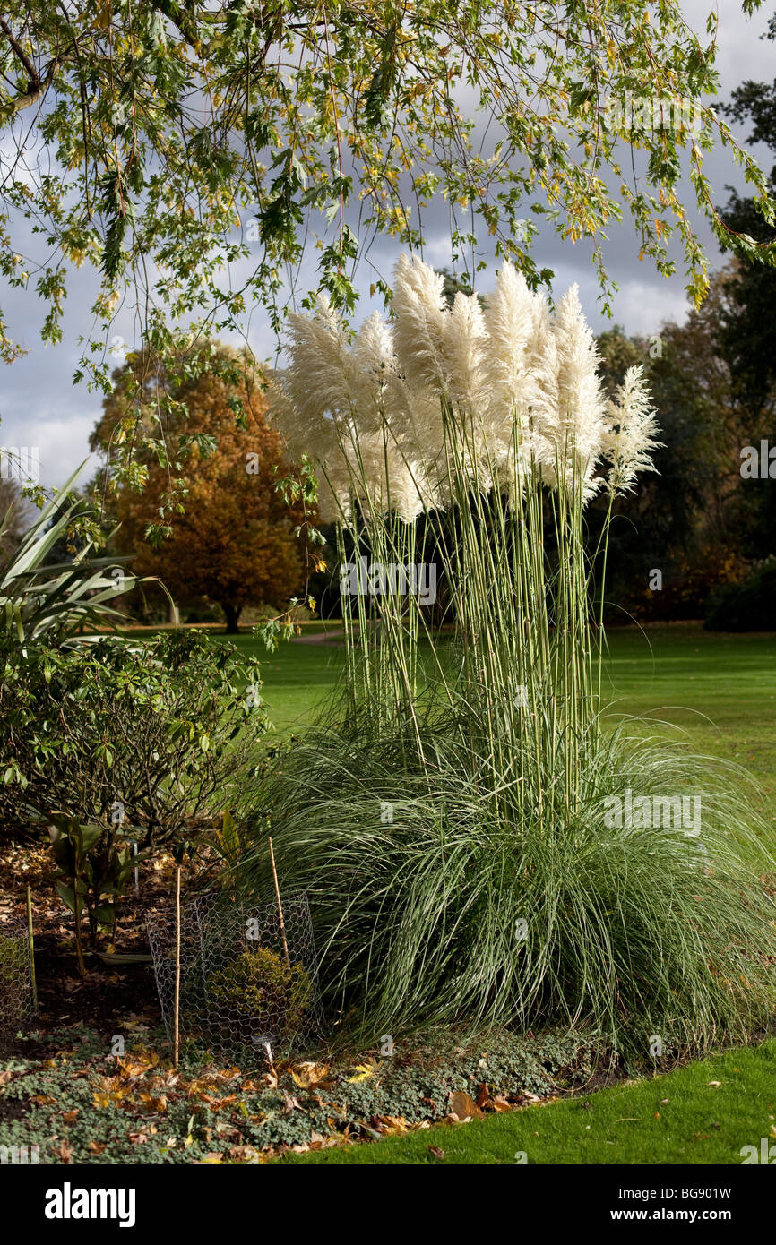 Garden with trees, pampas grass and shrubs Stock Photo