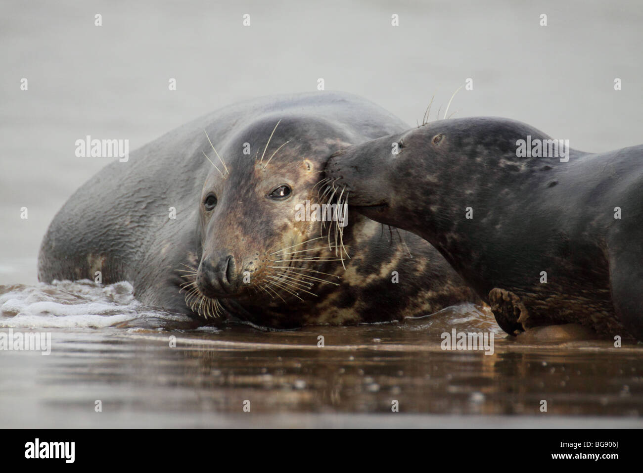 atlantic grey seal halichoerus grypus Stock Photo