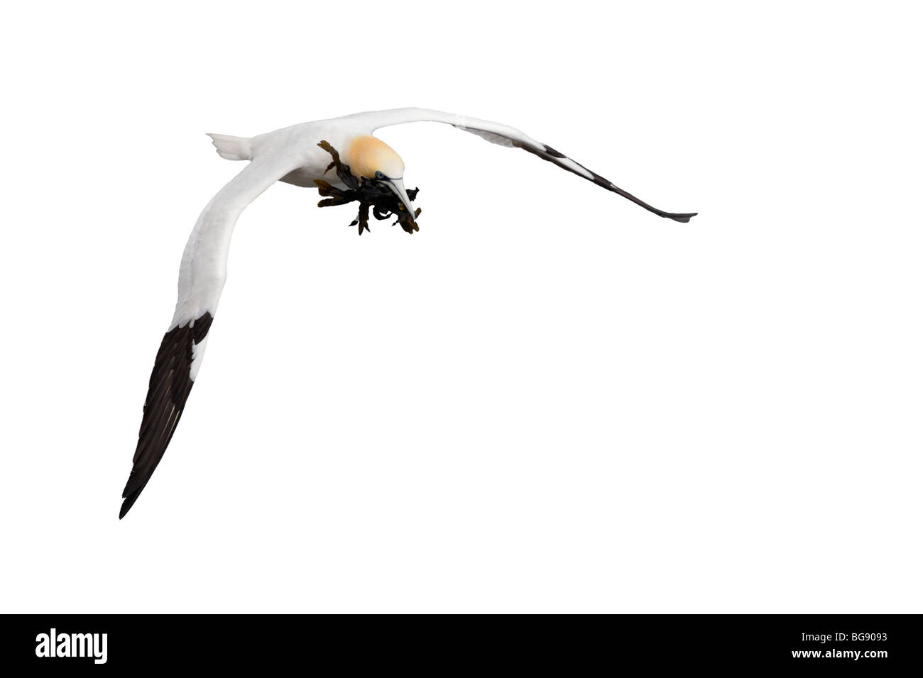 Northern Gannet Morus bassanus in flight Stock Photo