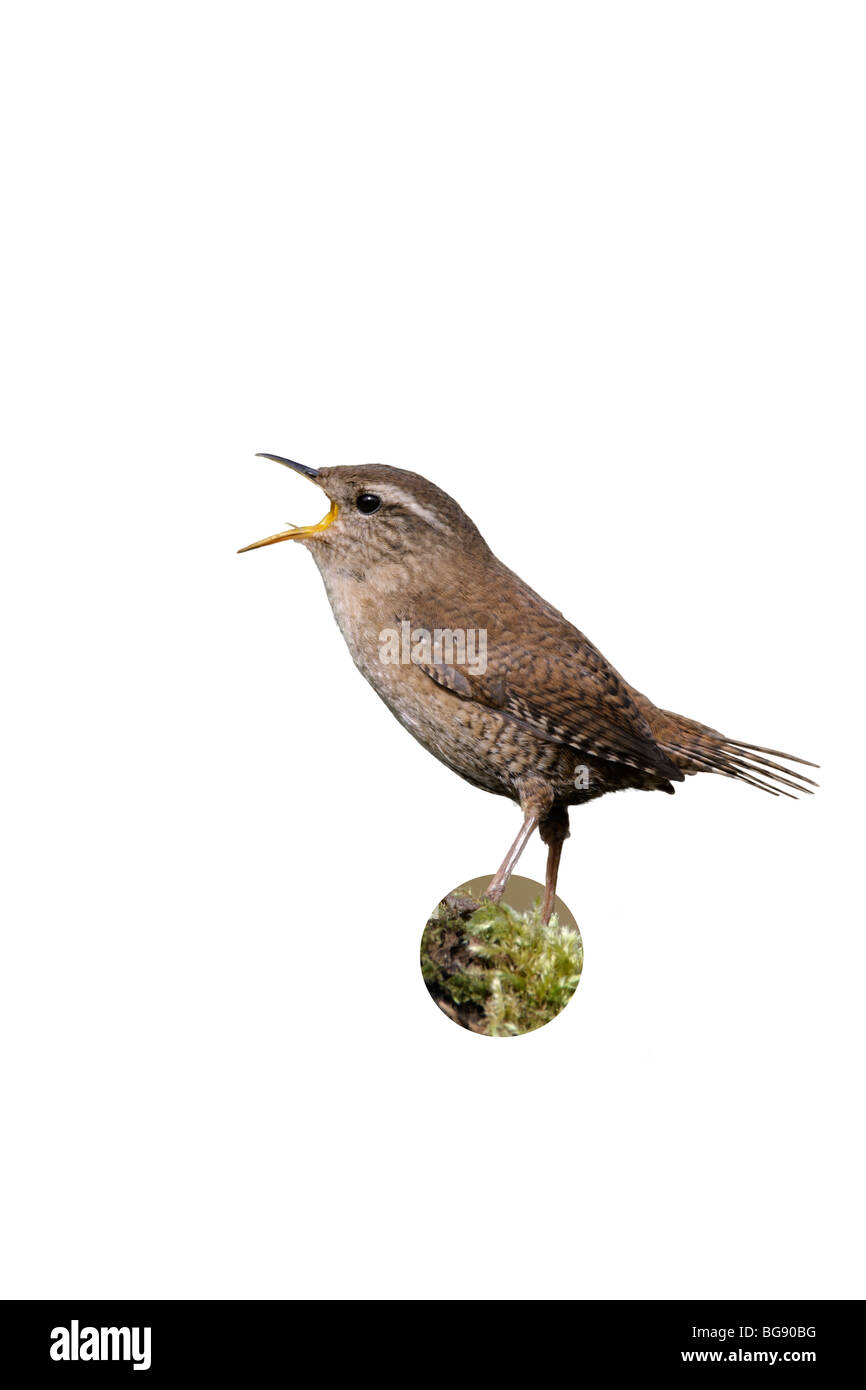 Wren Troglodytes troglodytes singing Stock Photo