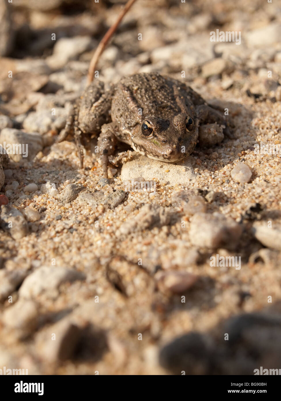 Close up of a green frog (Rana klepton esculenta) on sand, banks of river Loire, in Loiret, France. Stock Photo