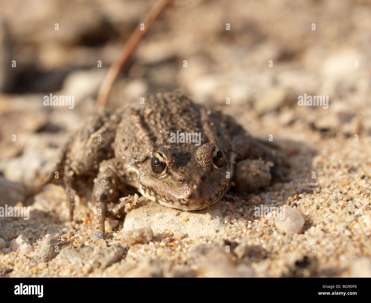 Close up of a green frog (Rana klepton esculenta) on sand, banks of river Loire, in Loiret, France. Stock Photo