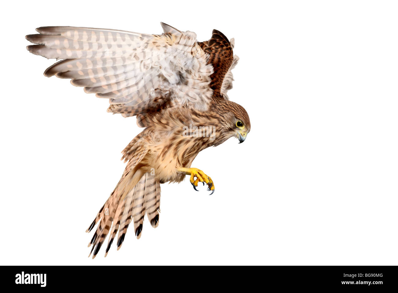 Kestrel Falco tinnunculus in flight Stock Photo