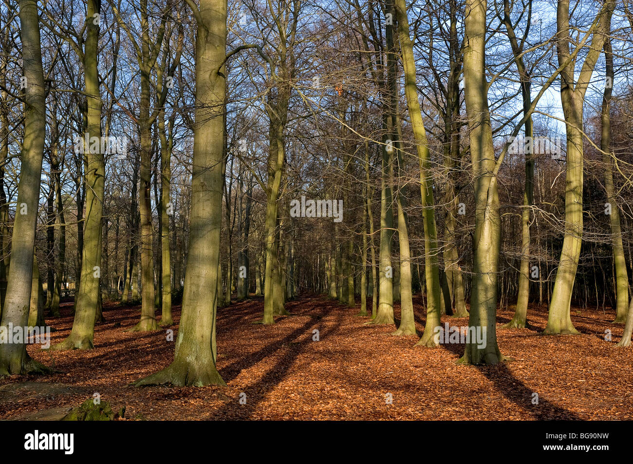 Copper beech trees hires stock photography and images Alamy