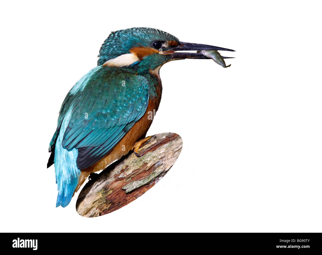 Alcedo atthis Cut Out Stock Images & Pictures - Alamy