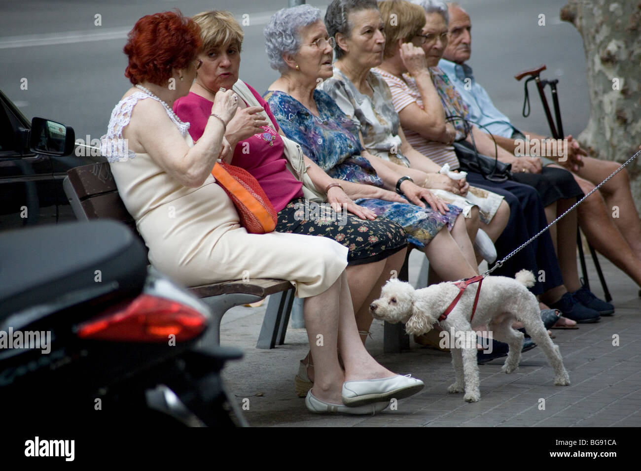 CURIOUS DOG, SENIORS, FRIENDS, TOGETHER: A curious dog sniffs ankles as seniors take it easy during siesta in Raval Barcelona Catalonia Spain Stock Photo