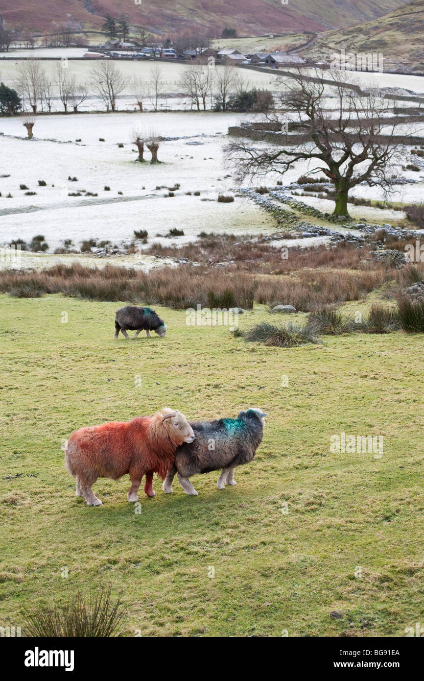 Herdwick sheep in Langdale, Lake District, UK. Stock Photo