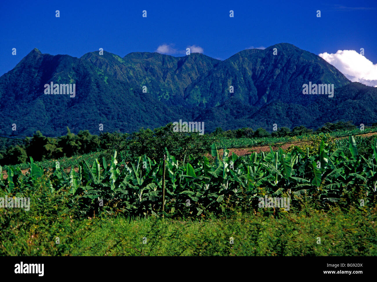 green bananas, unripe bananas, banana, bananas, banana trees, banana
