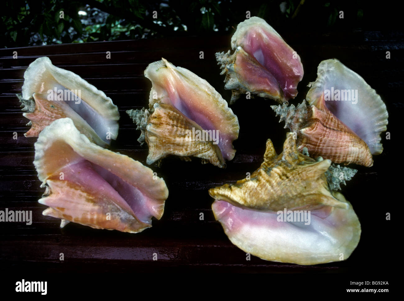 seashell vendor, seashells, vendor, seller, selling, conch shell, conch
