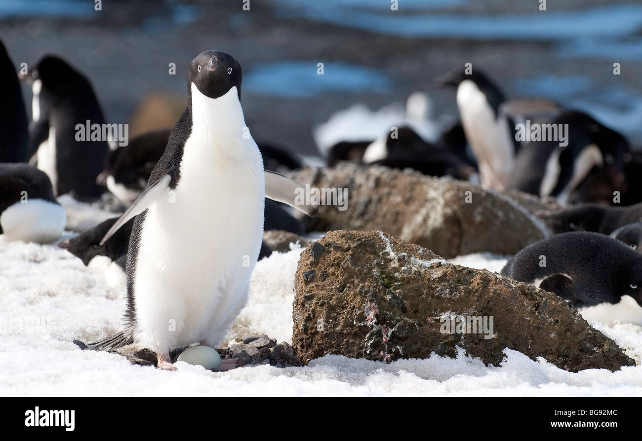'Adelie Penguin and its egg.' Stock Photo