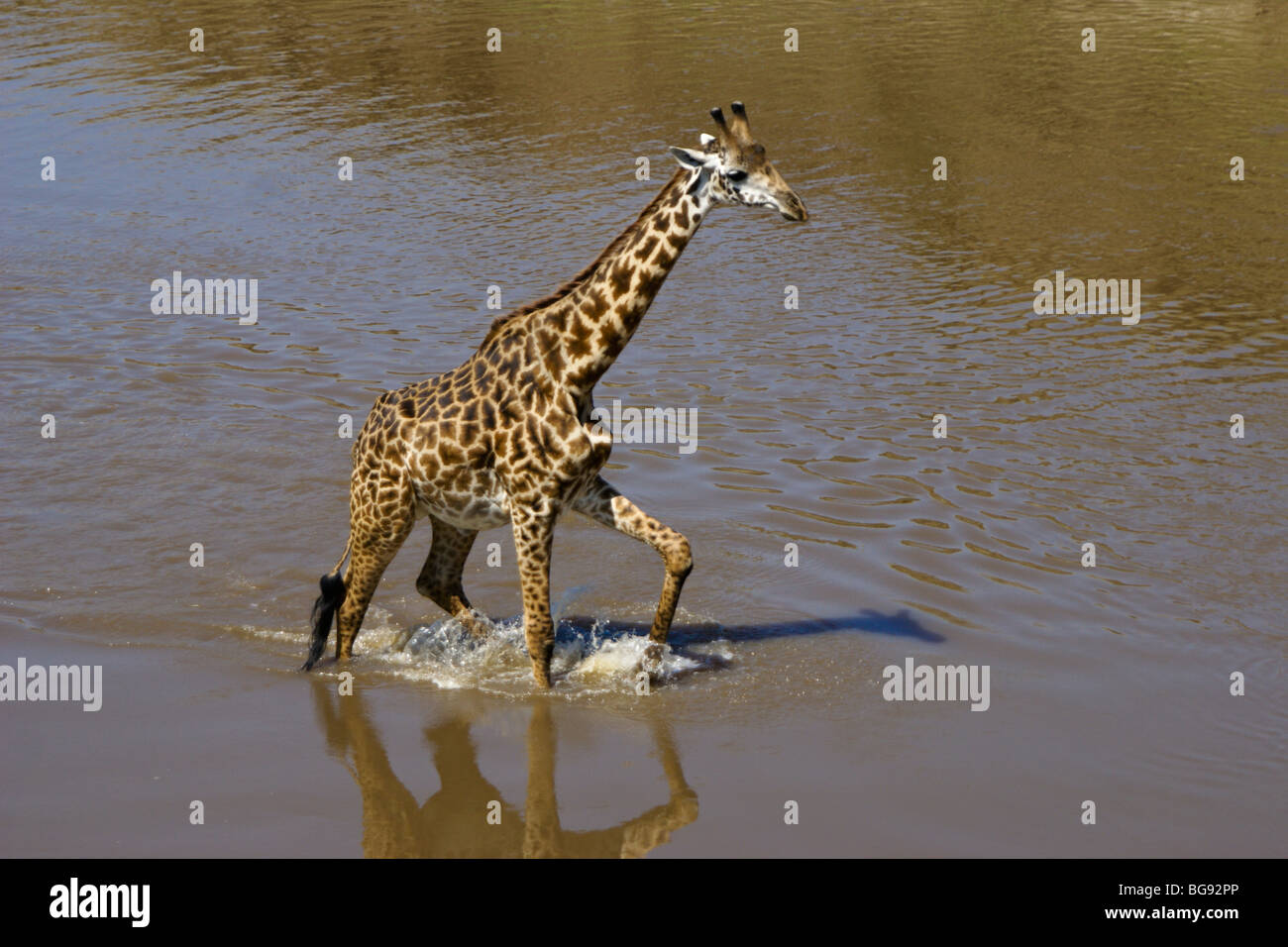 Drink giraffe Stock Vector Images - Alamy