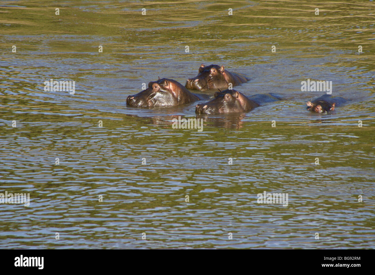 Hippos swimming in river, Masai Mara, Kenya Stock Photo