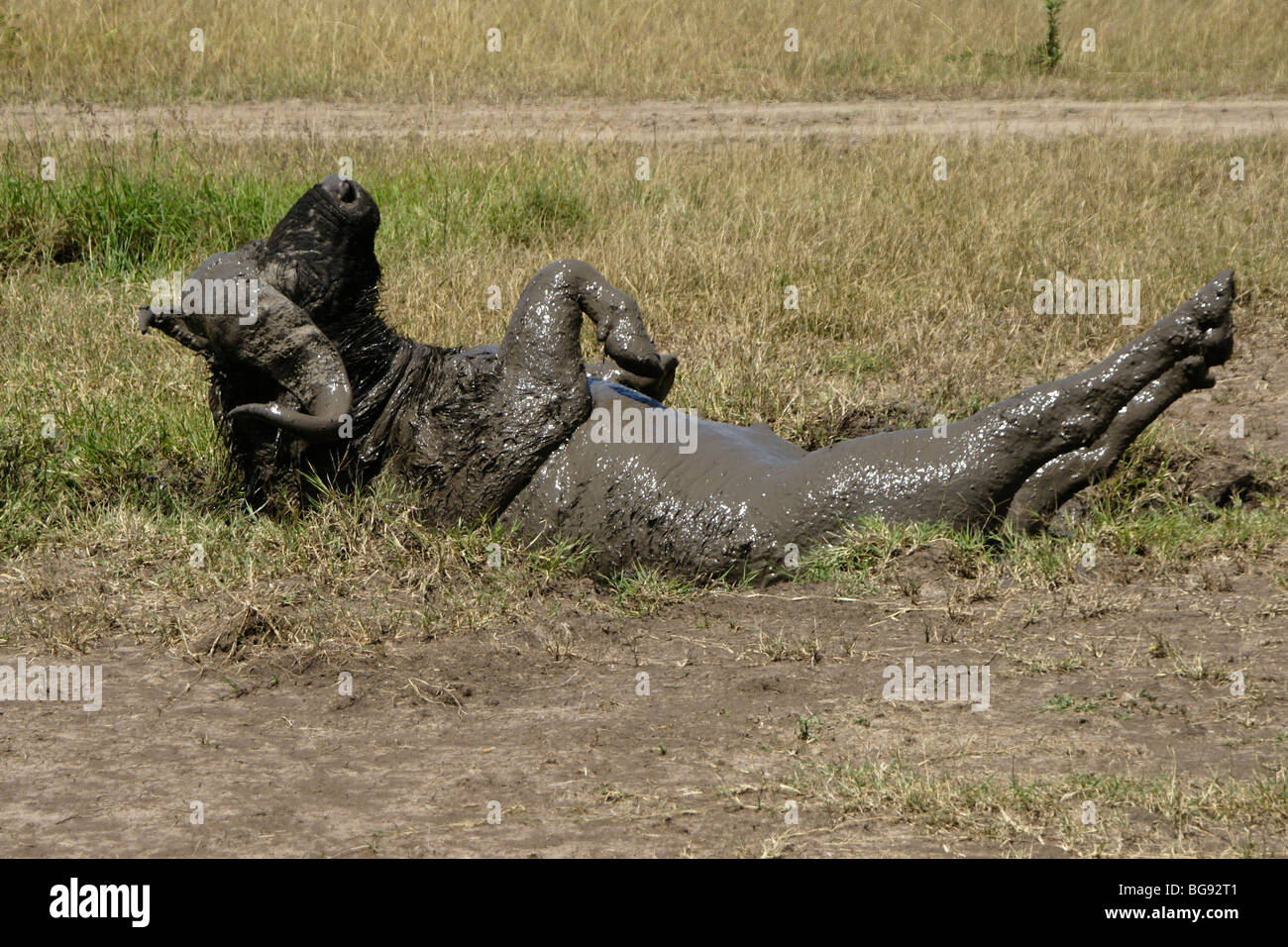 Cape buffalo wallowing in mud, Masai Mara, Kenya Stock Photo