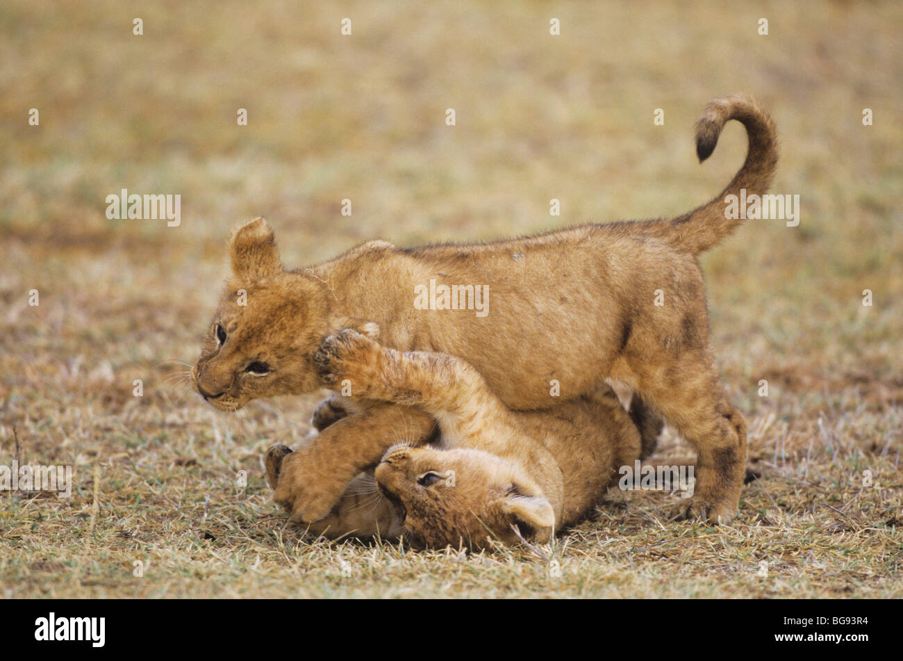 African Lion (Panthera leo), cubs playing, Serengeti National Park, Tanzania, Africa Stock Photo