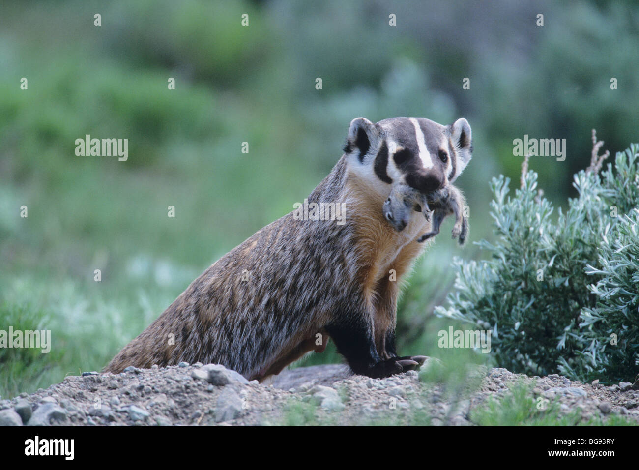 American Badger (Taxidea taxus), adult with ground squirrel prey