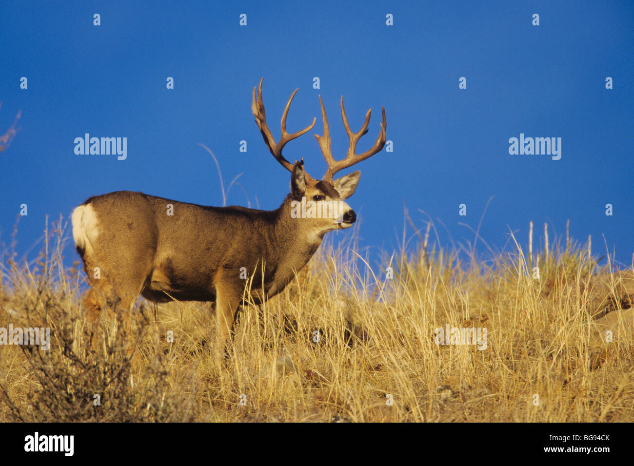Mule Deer, Black-tailed Deer (Odocoileus hemionus), buck, Colorado, USA ...