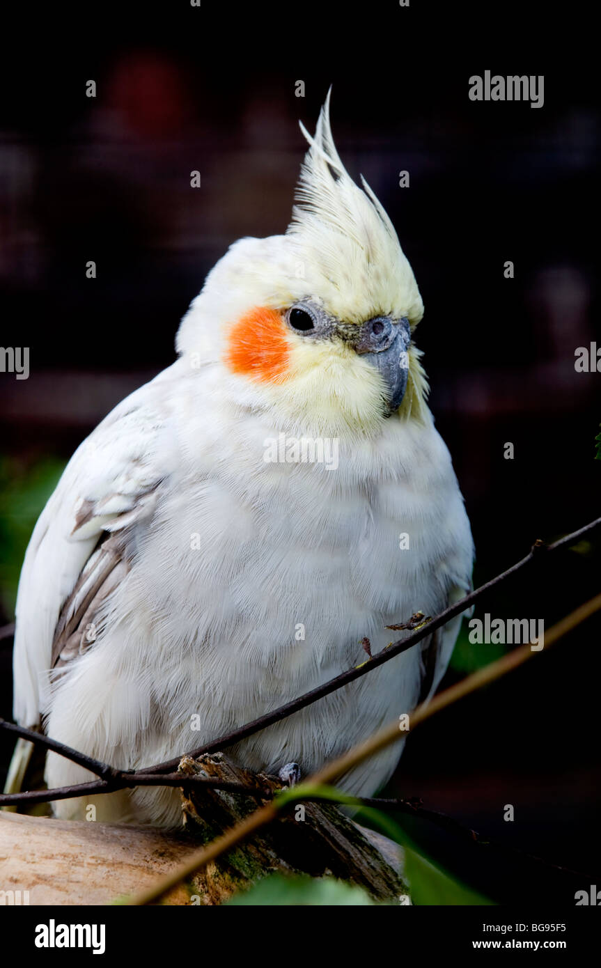 Cockatiel nymphicus hollandicus hi-res stock photography and images - Alamy
