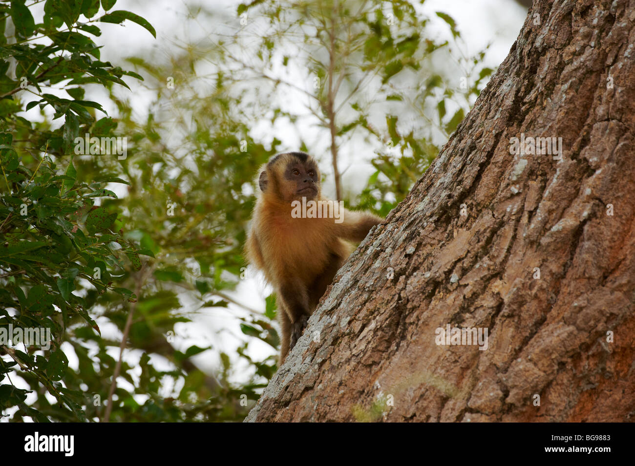 Tufted Capuchin, Brown Capuchin or Black-capped Capuchin, Cebus apella, PANTANAL, MATO GROSSO, Brasil, South America Stock Photo