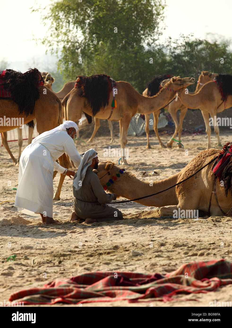 Concerned herdsmen attend to a problem with a camel at a bedouin camp established in the centre of Doha, the Qatari capital, Stock Photo