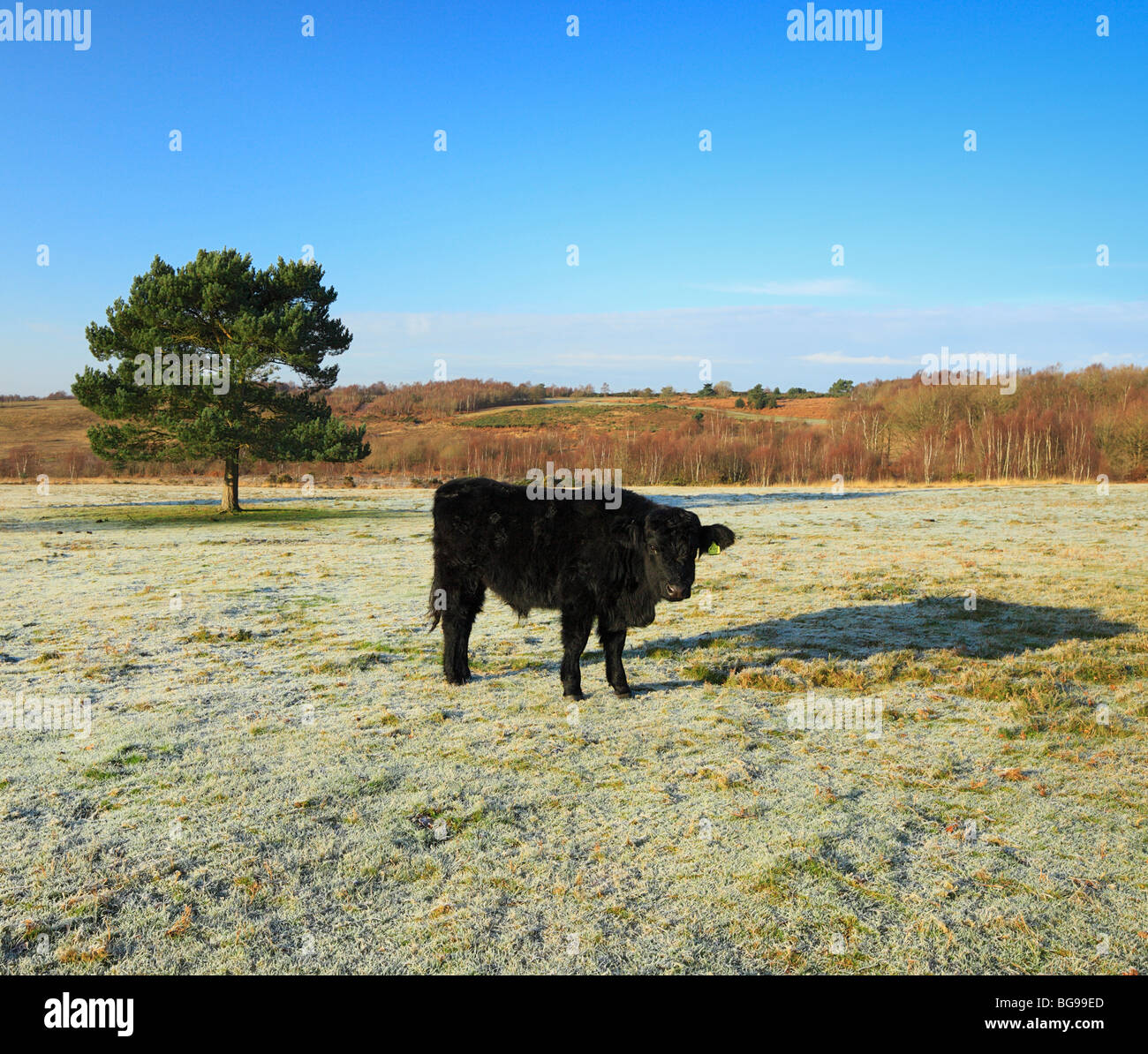 Black Bull in a frozen field. Stock Photo