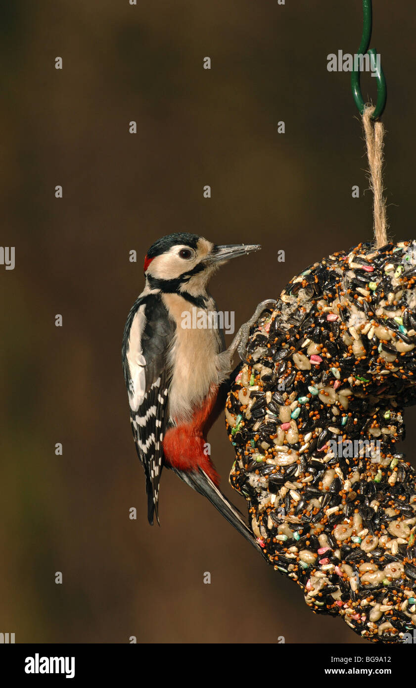 Great Spotted Woodpecker on fat ring UK Stock Photo