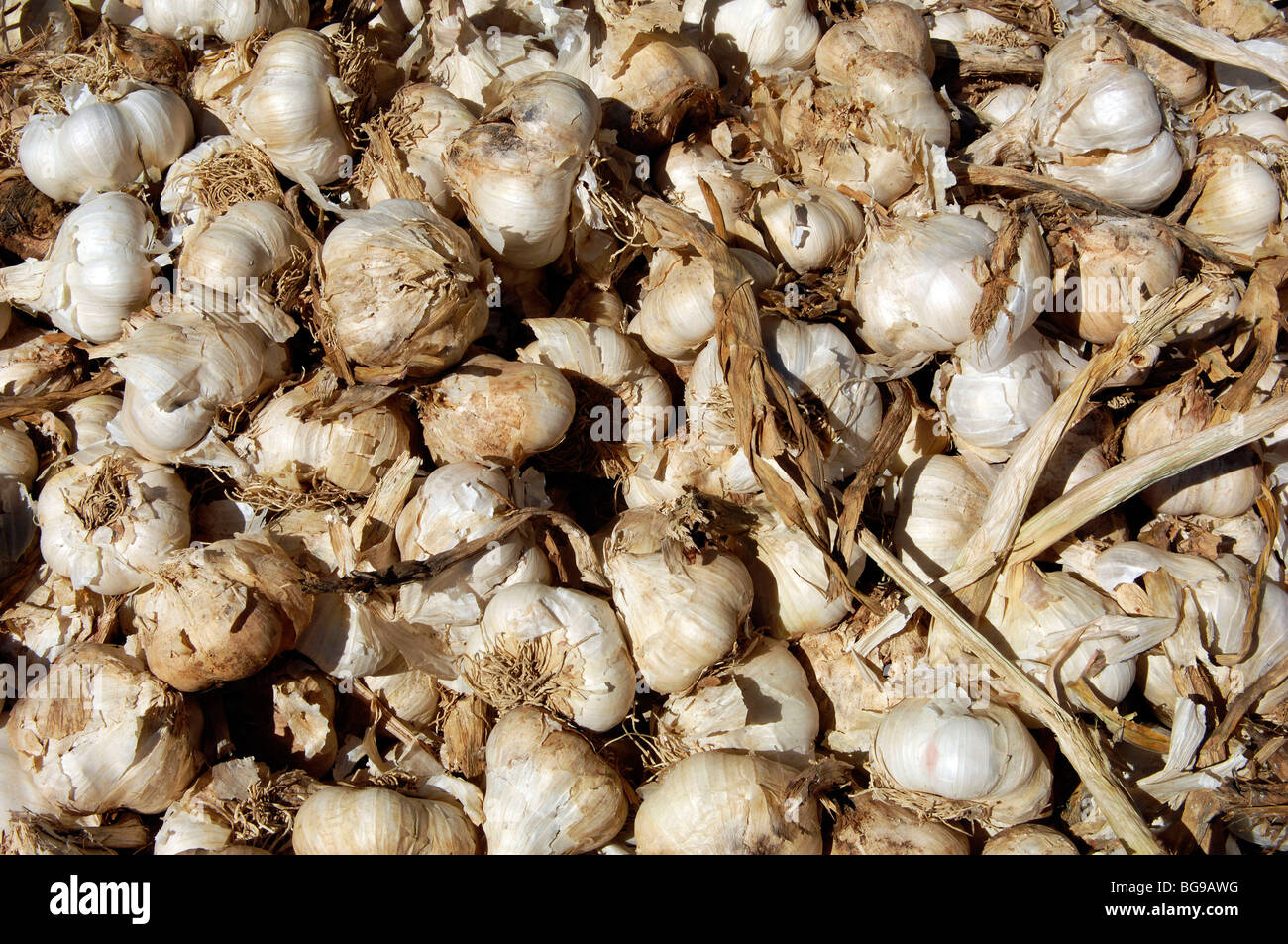 Cloves of garlic Stock Photo Alamy