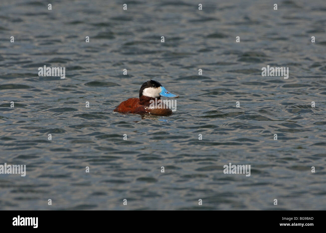Bad Ruddy Shooting of birds rare duck hi-res stock photography and images - Alamy