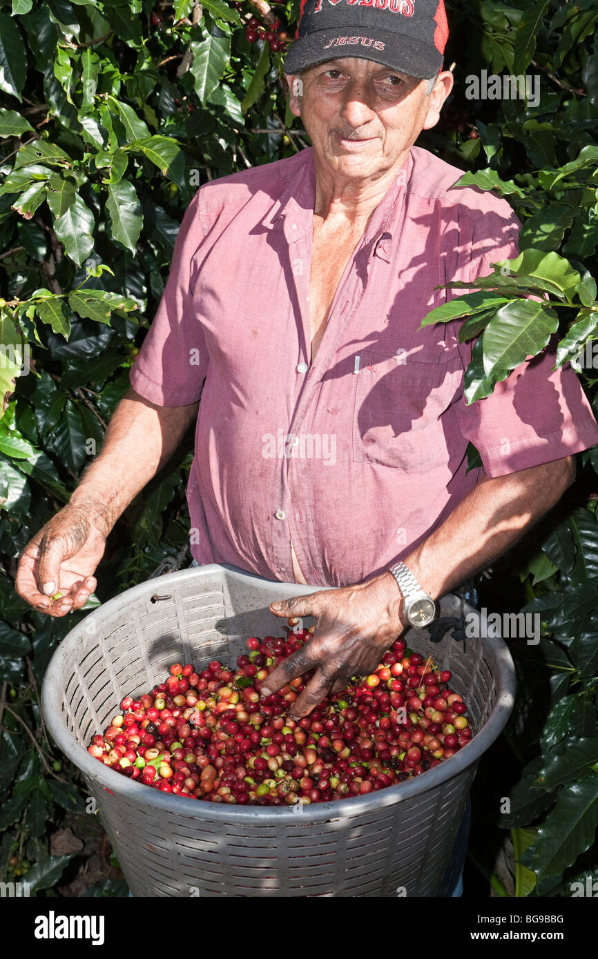 Coffee picker, Costa Rica Stock Photo
