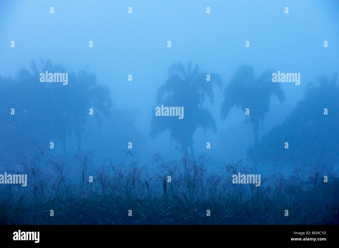 landscape with palms and fog, PANTANAL, MATO GROSSO, landscape with palms and fog, PANTANAL, MATO GROSSO, Brasil, South America Stock Photo