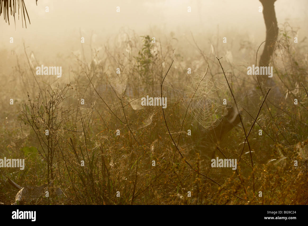 landscape with spiderwebs in first morning light and fog, PANTANAL, MATO GROSSO, Brasil, South America Stock Photo