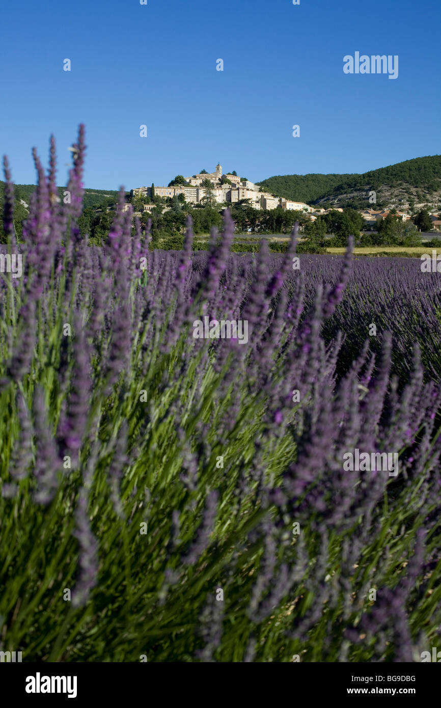 Blooming lavender field in front of the village Banon, Alpes de Haute Provence, Provence, France Stock Photo