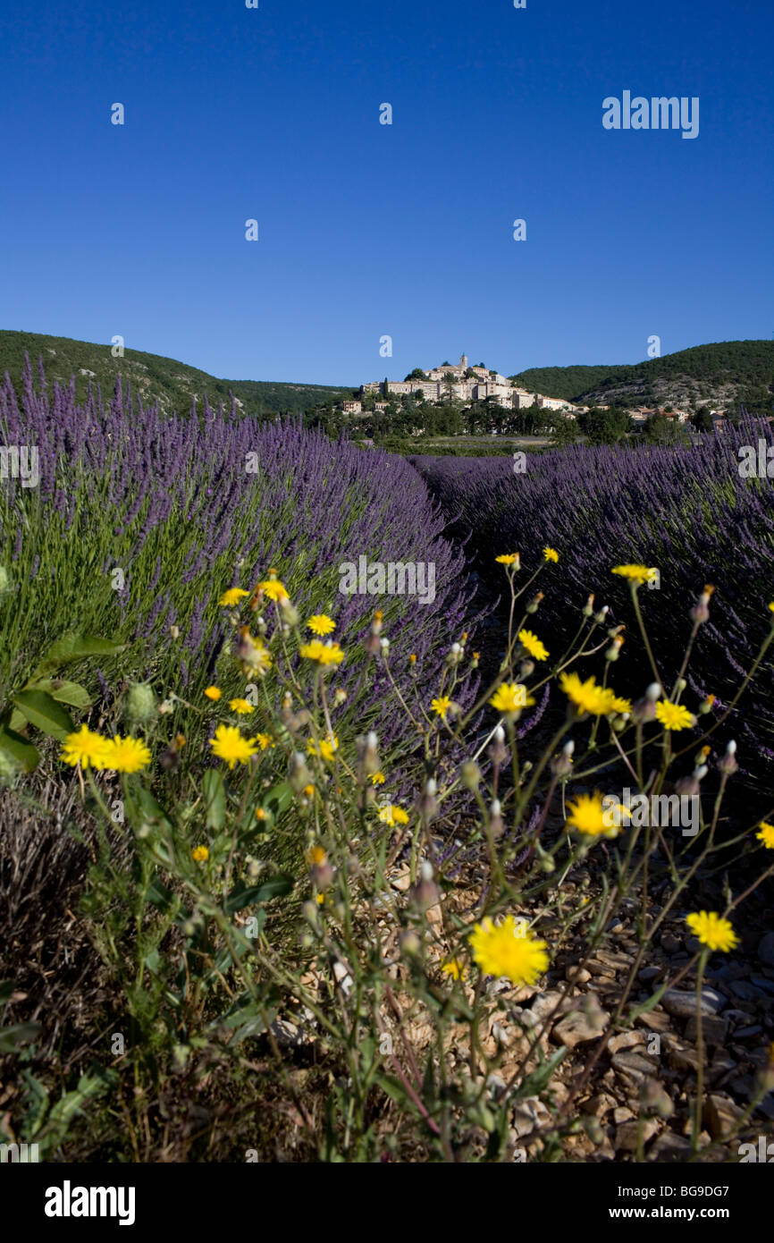 Blooming lavender field in front of the village Banon, Alpes de Haute Provence, Provence, France Stock Photo