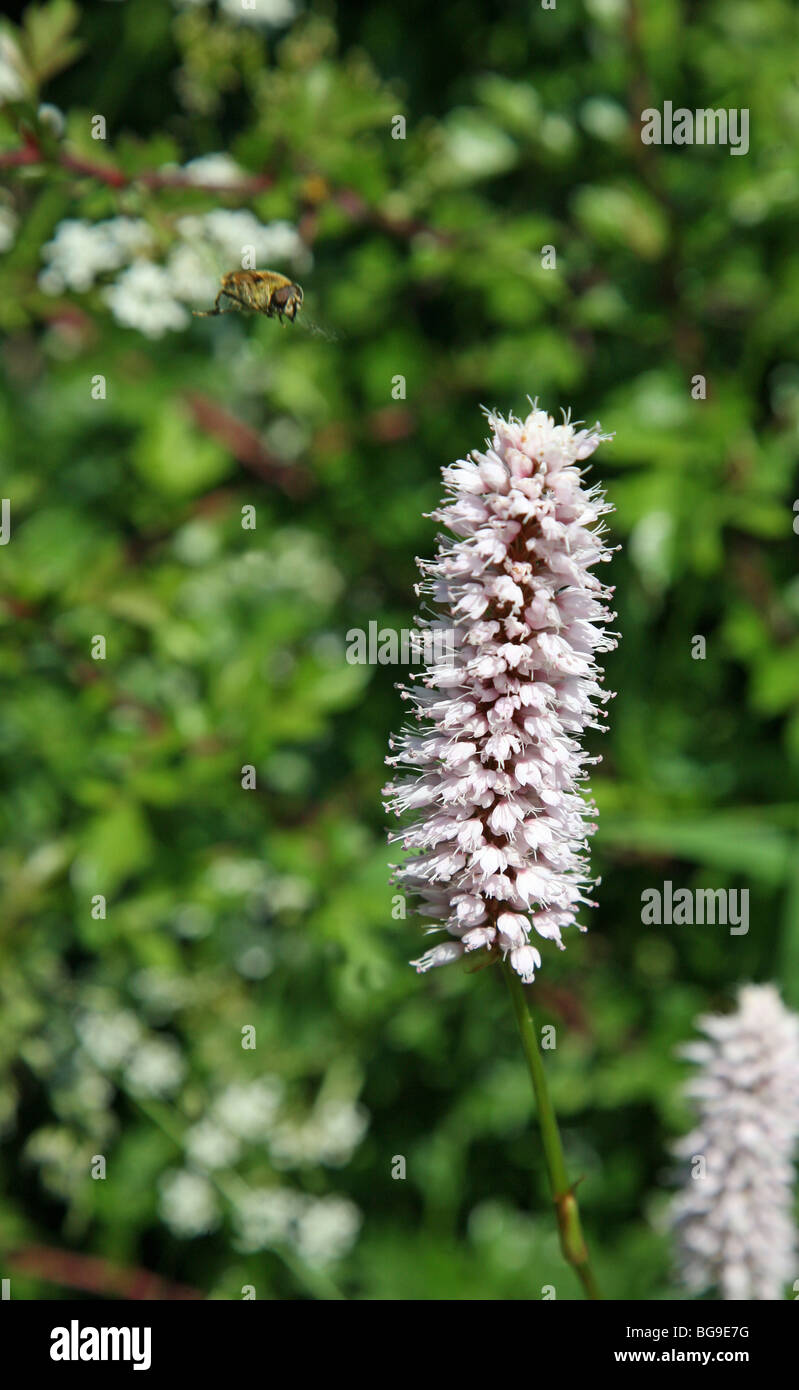 A Bistort (Persicaria bistorta) flower with a bumble bee flying next to it about to land on it Stock Photo