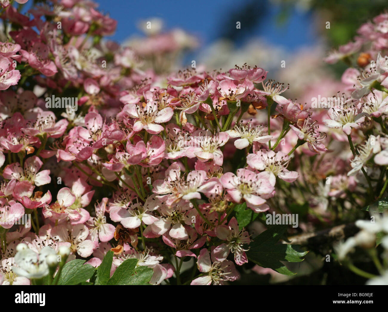 Pink Hawthorn flowers Crataegus monogyna, known as Common Hawthorn Stock Photo
