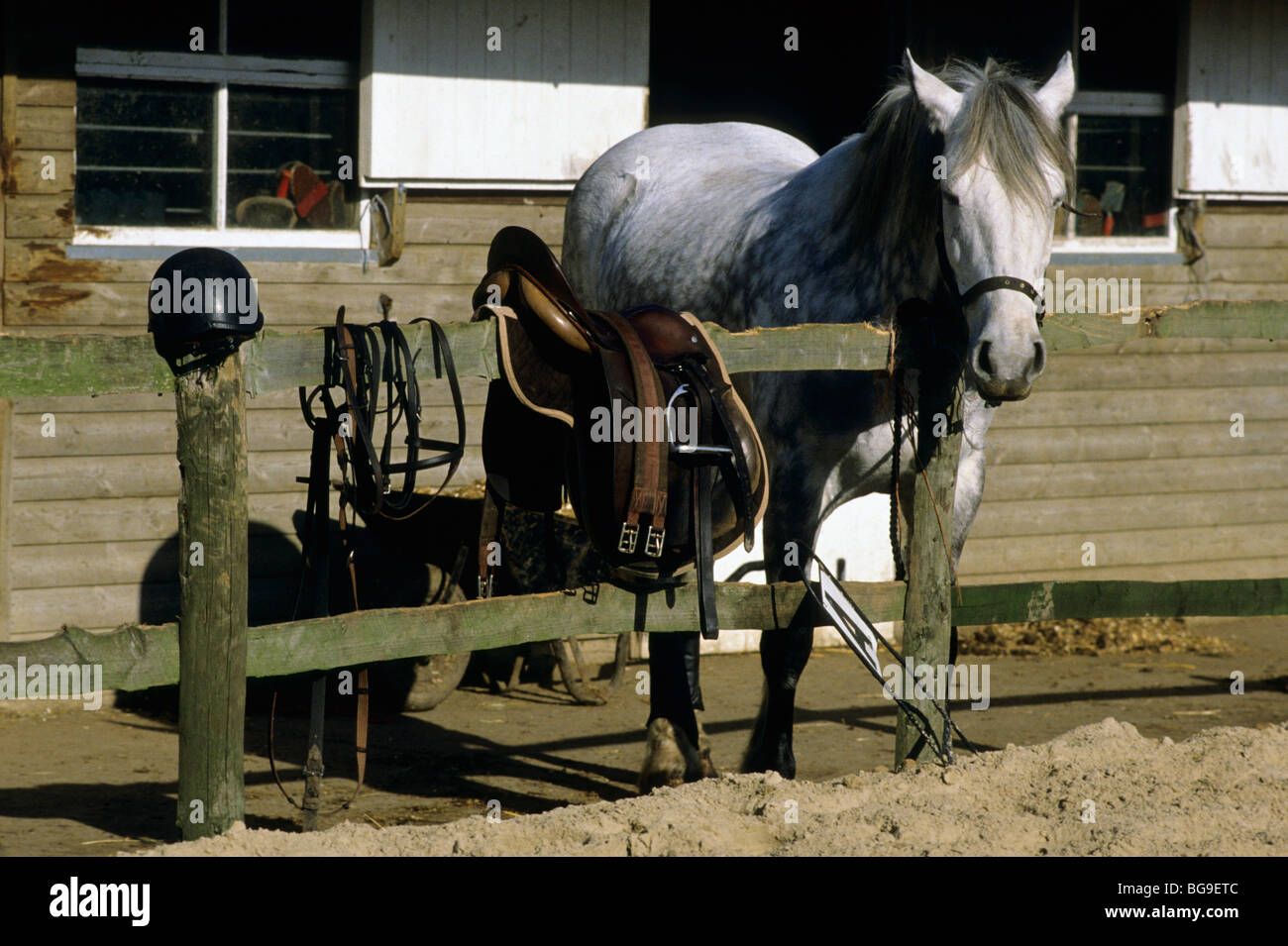 Horse with riders equipment on a fence Stock Photo - Alamy