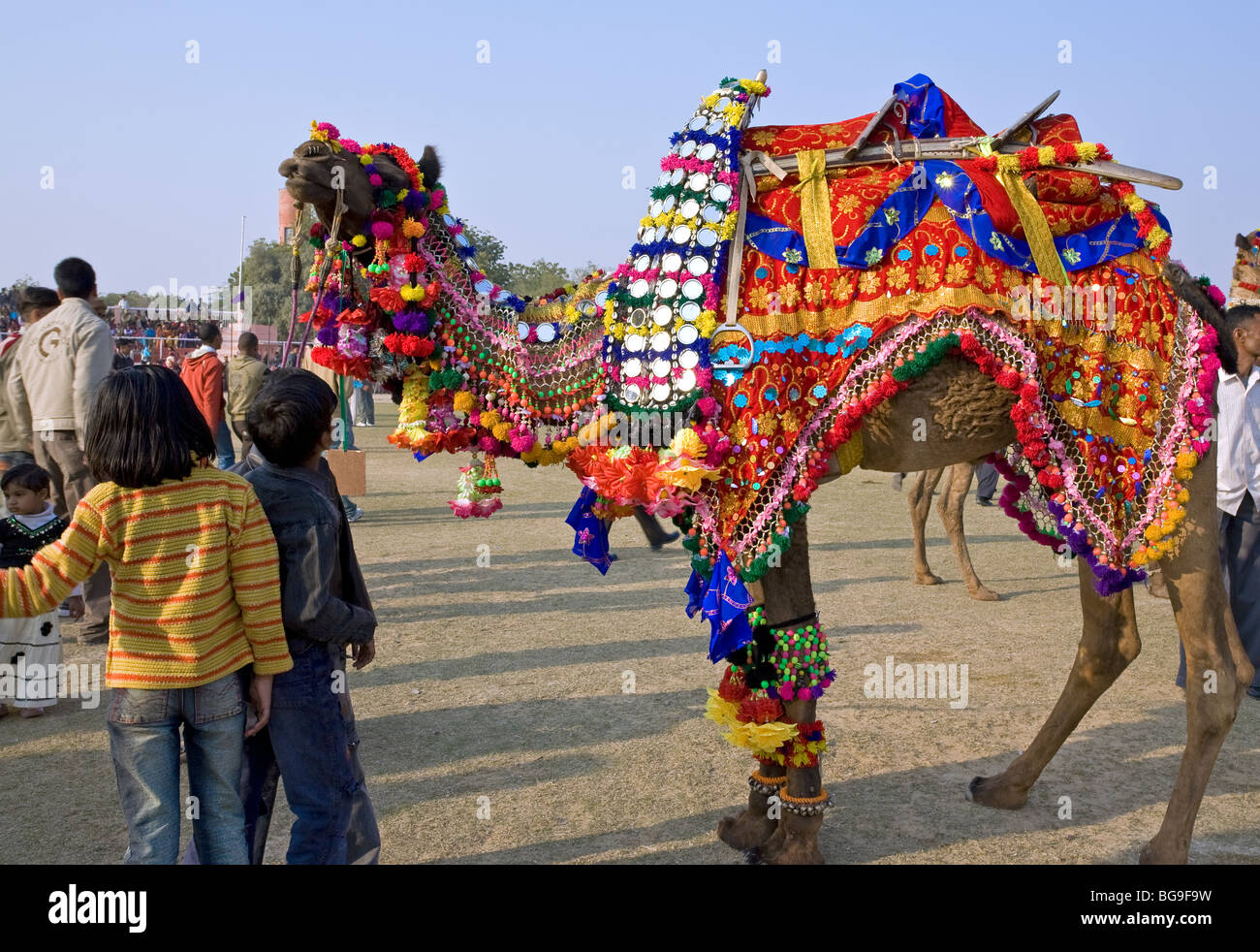 Decorated Camel Stock Photos Decorated Camel Stock Images Alamy