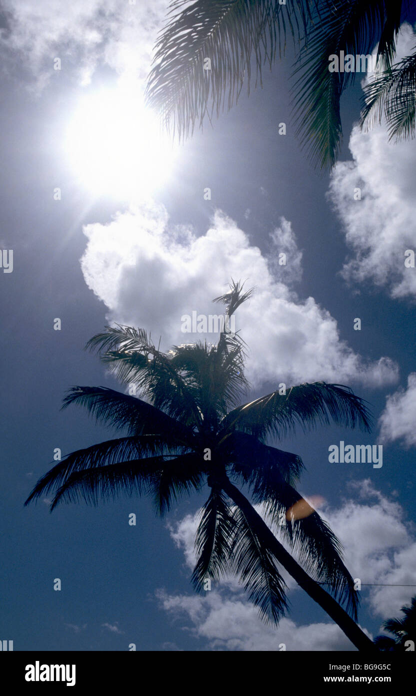 Palm trees against a blue sky with white clouds Stock Photo - Alamy