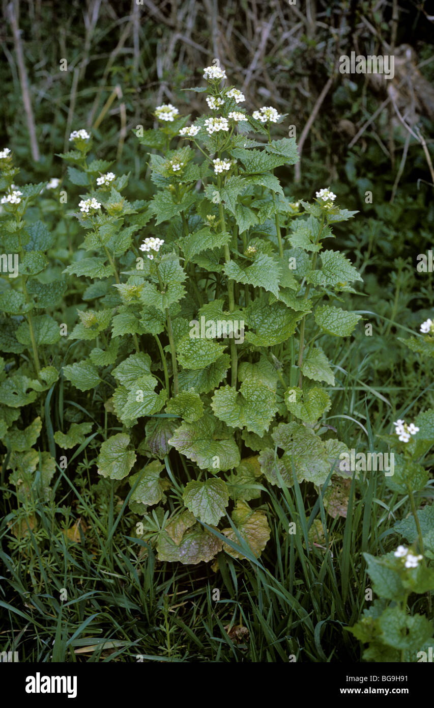 Jack by the hedge or garlic mustard (Alliaria petiolata) flowering plants Stock Photo
