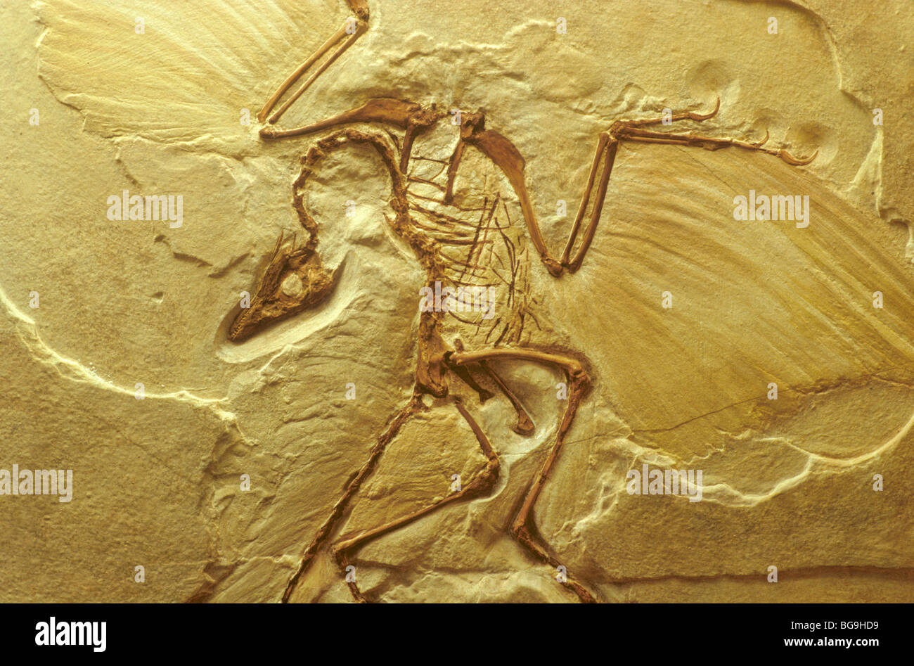 Archaeopteryx, cast of fossil bird, 145 Million years old, Late Jurassic Period, Germany Stock Photo