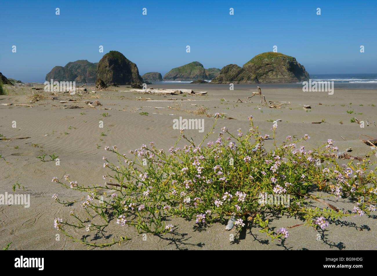 European searocket (Cakile maritima) on beach Pistol River State Park