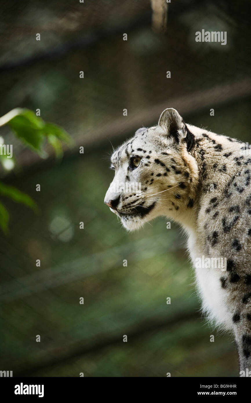 Snow leopard (Uncia uncia or Panthera uncia) at Himalayan Zoo in Darjeeling, India Stock Photo