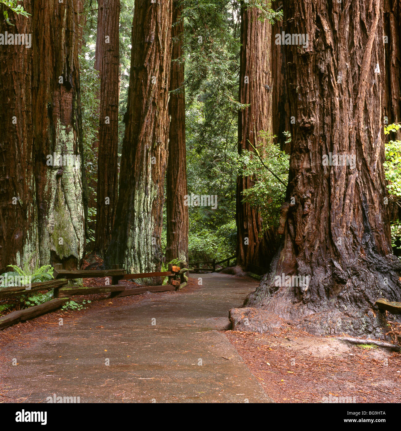 CALIFORNIA - Redwood trees in Muir Woods National Monument. Stock Photo