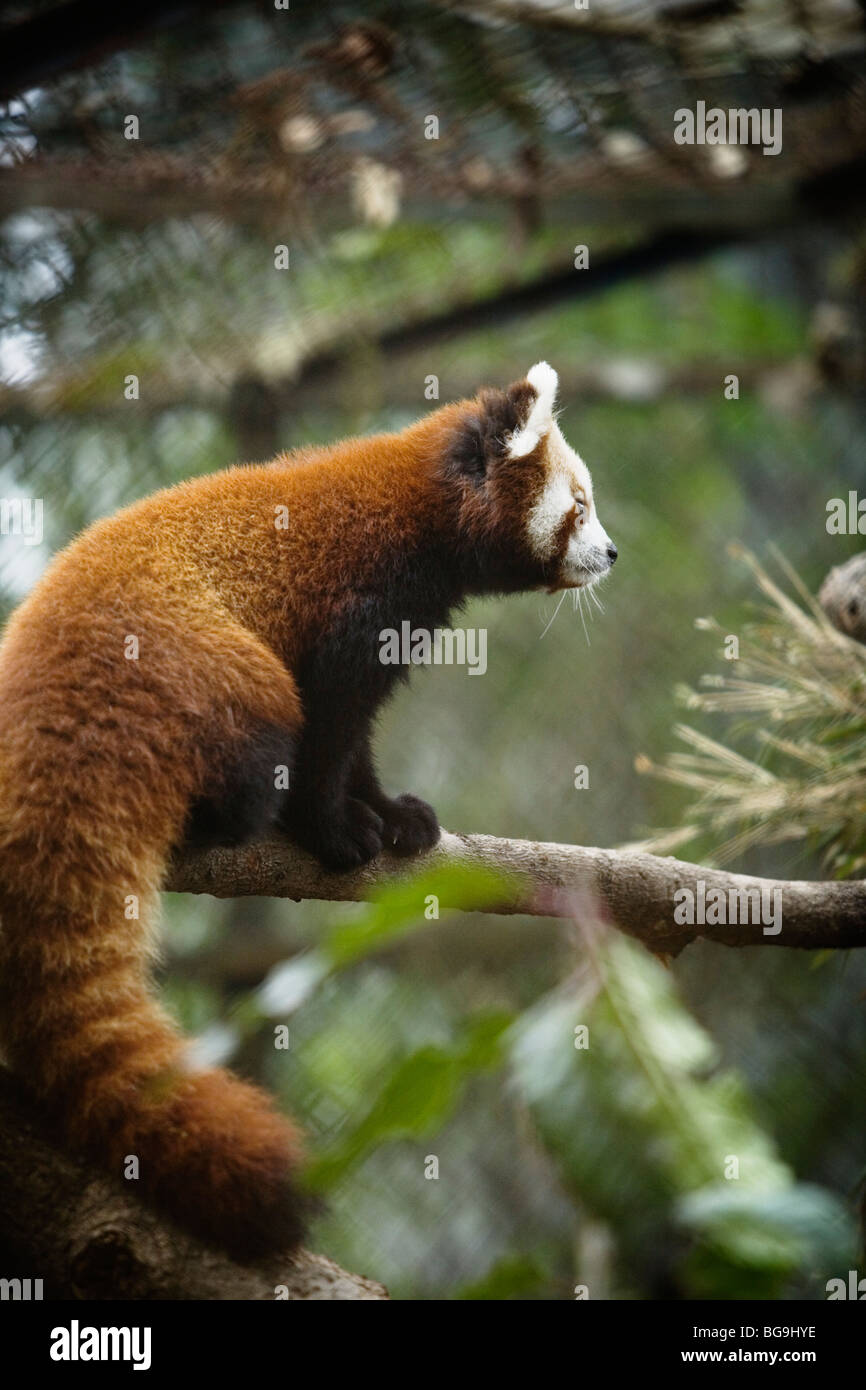 Red panda (Ailurus fulgens) at Himalayan Zoo in Darjeeling, India Stock Photo