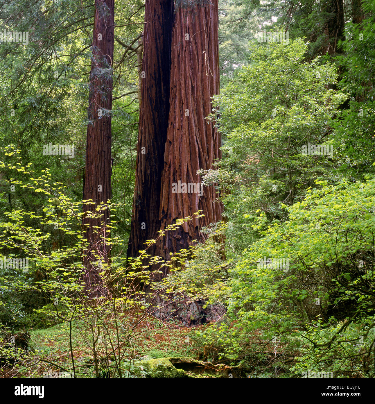 CALIFORNIA Redwood trees in Muir Woods National Monument Stock Photo Alamy