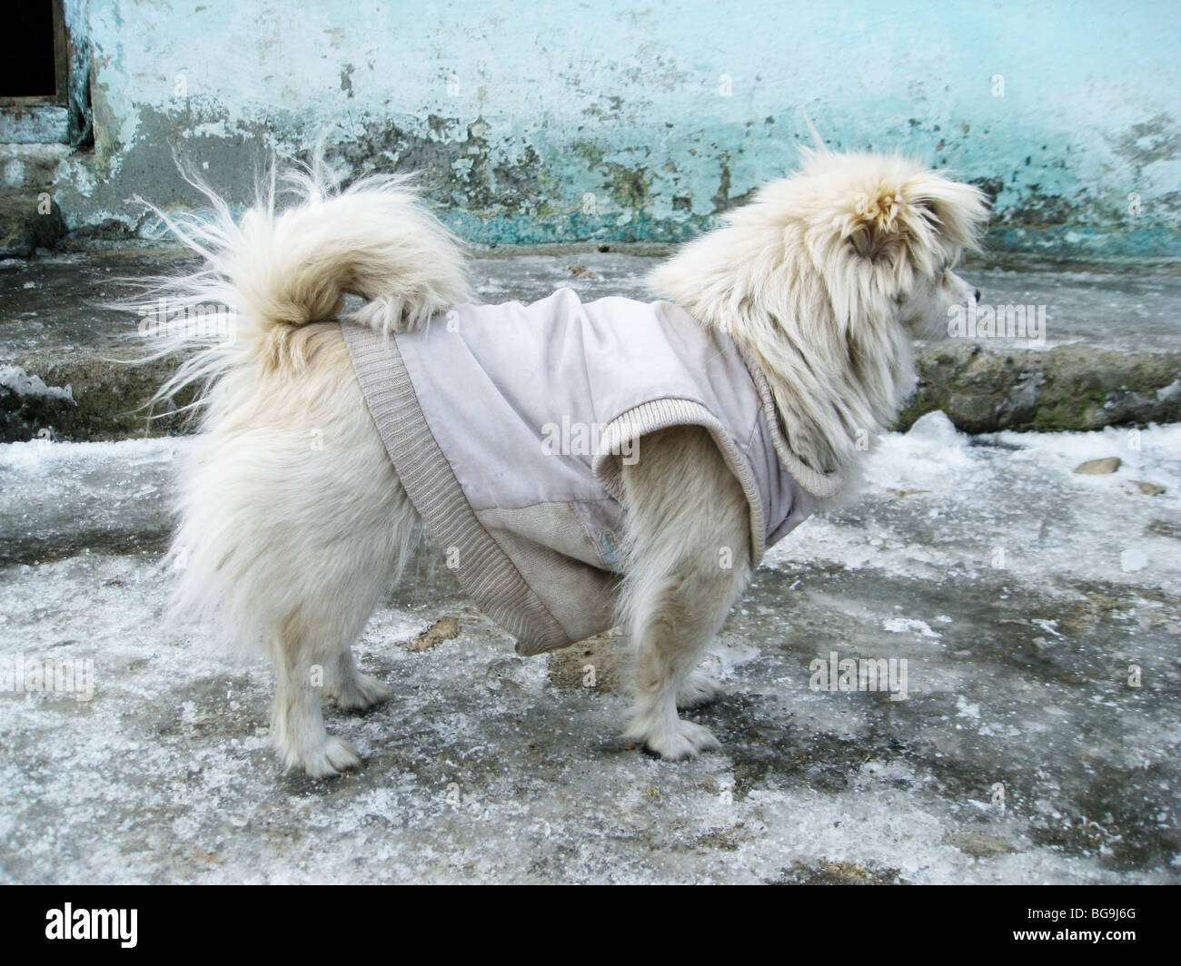 Some dogs wear clothes even in India Stock Photo Alamy