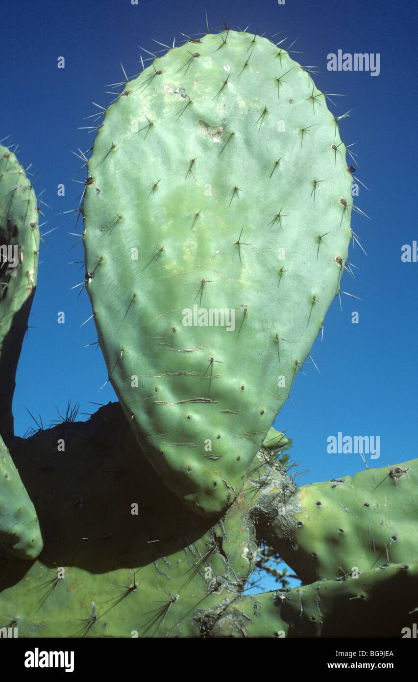 Swollen flat spiny stem of a cactus (Opuntia ficus indica) Morocco, North Africa Stock Photo