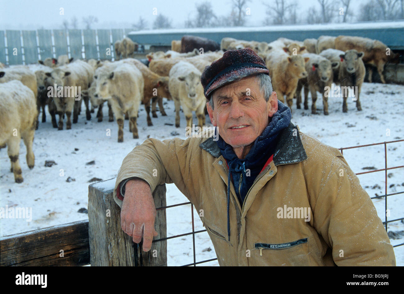 Farmer orville oster cattle winter hi-res stock photography and images ...